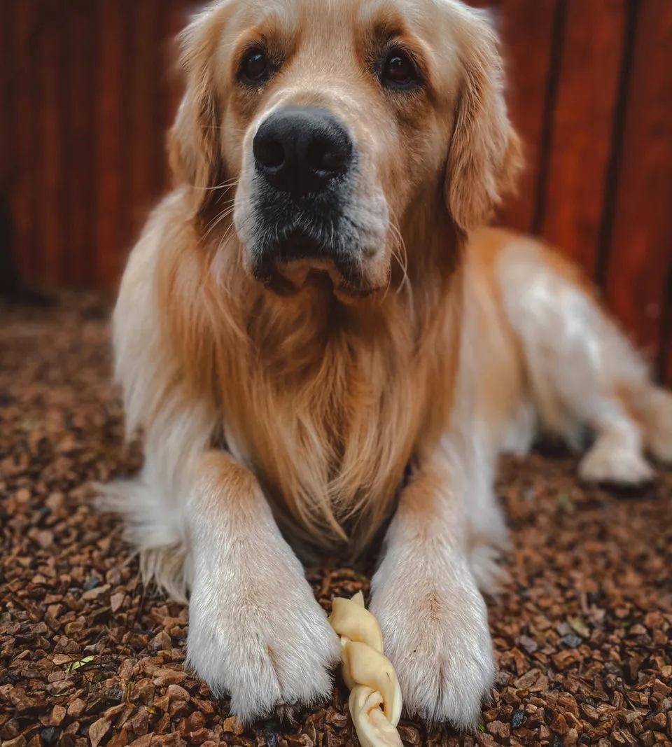 Anco lamb Braids Medium Dog Chew